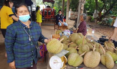 ไม่จองไม่ได้กิน!ทุเรียนภูแลนคาอร่อยสุด3โลก รุ่นแรกตัดส่งลูกค้าแล้ว (ชมคลิป)