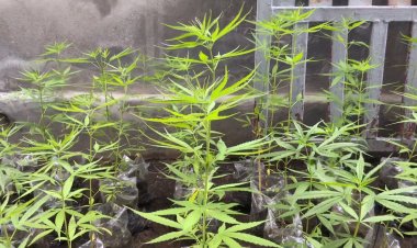 ชาวบ้านเฮ!ปลูกกัญชาน้อยกว่า5ไร่ ไม่เสียค่าธรรมเนียม-กมธ.ยันใช้จริงแค่หลับ