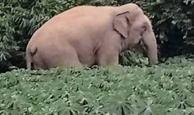 แทบช็อค!ช้างป่าสีดอละมุดโผล่หลังบ้านแผงขายผลไม้ริมถนนจ๊ะเอ๋ยามเช้า