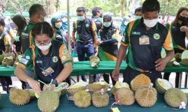 เกษตรปัตตานี จัดงานประกวดทุเรียนพื้นเมืองคัดเลือกสายพันธุ์ต่อยอดเชิงพาณิชย์