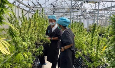 สมาคมสื่อมวลชนเกษตรฯชวนไปปีนภูดูไร่กัญชาที่เขาค้อชมแปลงกัญชา-กัญชง