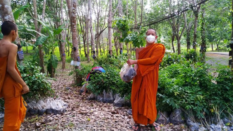 ชวนชาวน่านร่วมสร้างพื้นที่สีเขียว รับกล้าไม้ฟรี โครงการปลูกป่าตามรอยพ่อ ปีที่ 3