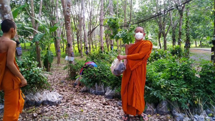 ชวนชาวน่านร่วมสร้างพื้นที่สีเขียว  รับกล้าไม้ฟรี โครงการปลูกป่าตามรอยพ่อ ปีที่ 3