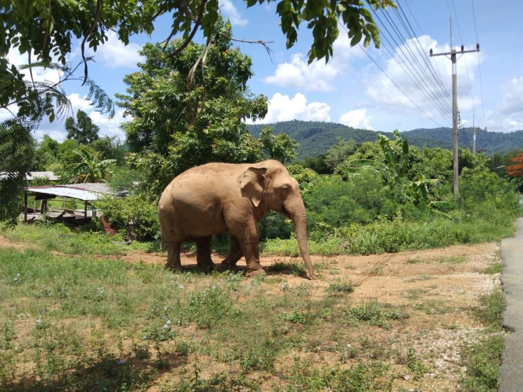 ช้างป่า สีดอแก้ว หลุดจากสถานกักกัน เข้ามาในชุมชน ชาวบ้านหนีอลหม่าน
