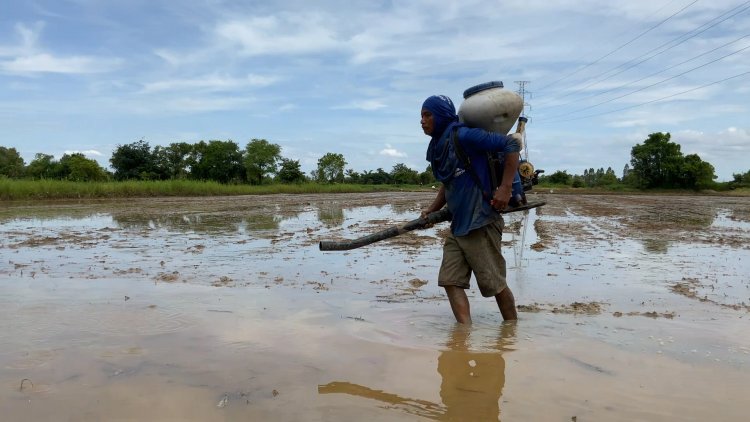 เกษตรกรขอนแก่นเร่งหว่านข้าวนาปี ส่วนใหญ่ปลูกข้าวหอมมะลิ