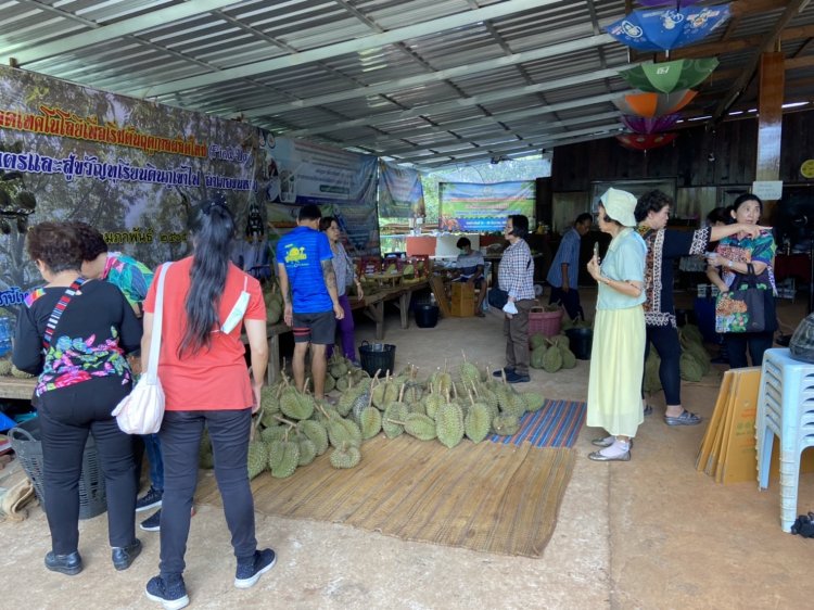 เจ้าเมืองศรีสะเกษต้อนรับนทท.เยี่ยมชมสวนทุเรียนภูเขาไฟศรีสะเกษที่กันทรลักษ์-ขุนหาญ