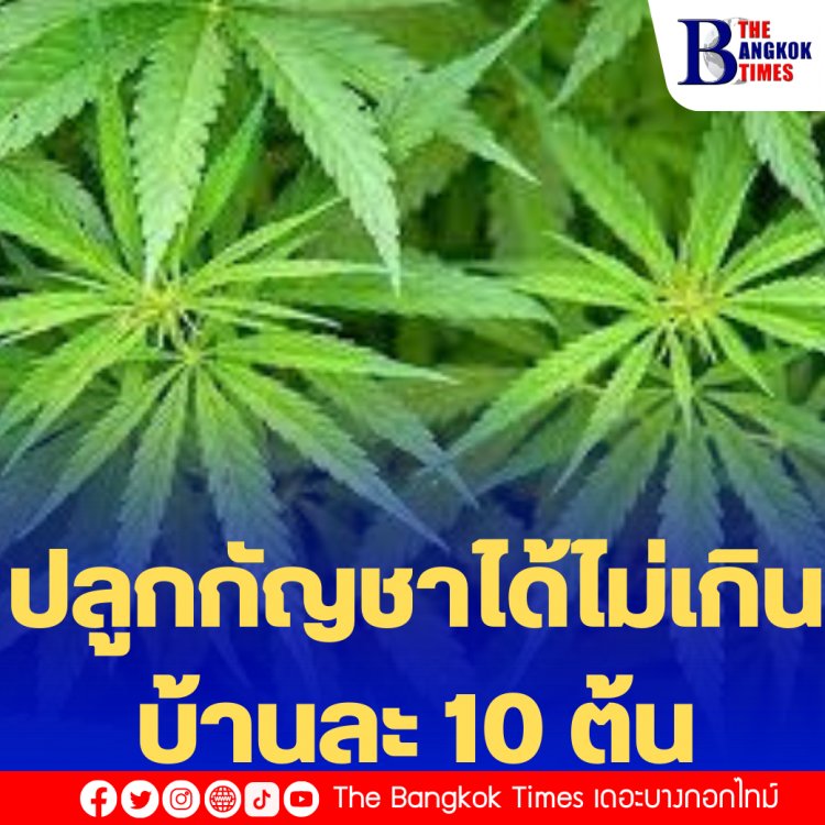 กมธ.ร่างพรบ.กัญชาฯ เคาะให้ปลูกกัญชาได้บ้านละไม่เกิน 10 ต้น