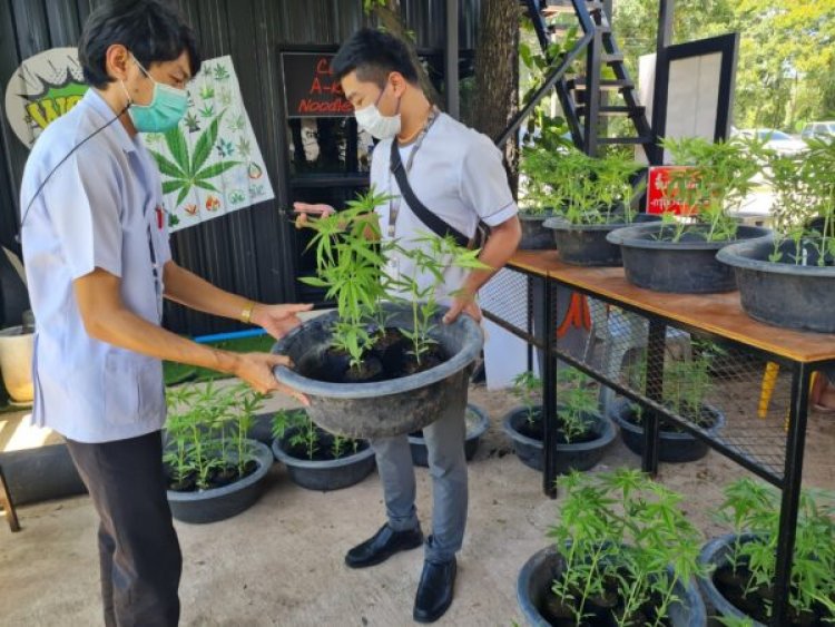 ผลสำรวจคนอีสานแห่ปลูกกัญชา-เห่อกินอาหารผสมกัญชา