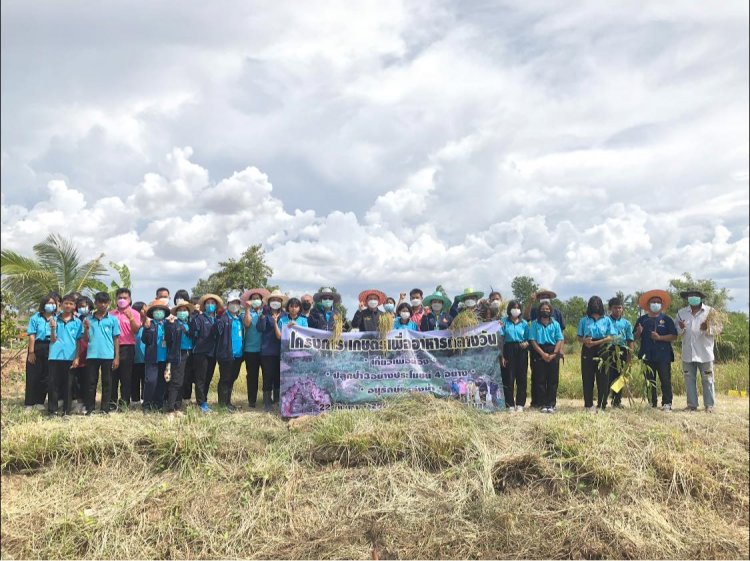 สระแก้ว - สพป.สระแก้วเขต 2  จัดกิจกรรม "เกี่ยวข้าวเพื่อน้อง" ที่สวนเกษตรโรงเรียนบ้านโคกไพล