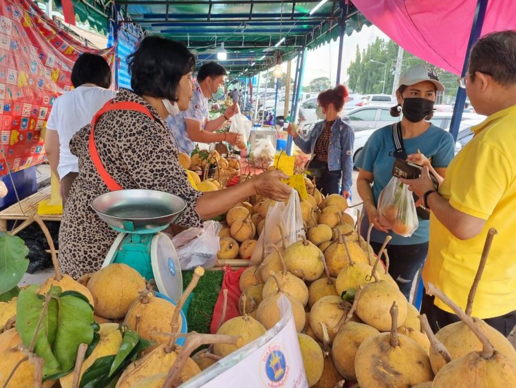 นทท.แห่ชิมช้อป"งานกระท้อนหวานและผลไม้ดีปราจีนฯ"ยอดขายพุ่งกระฉูด