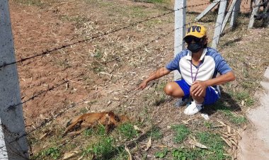 ฆาตกรรมสุดสะเทือนขวัญ ชาวบ้านพบสภาพน้องหมาดิ้นขาดใจตายกว่า10 ตัว