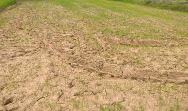 สจ.อำนาจเจริญชี้แล้งหนักนาข้าวกว่า2หมื่นไร่นอกเขตชลประทานยืนต้นแห้งตาย