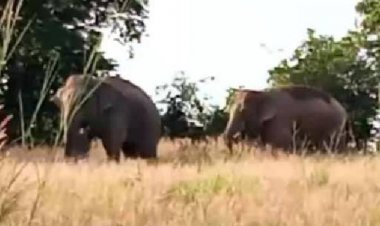 ชาวบ้านนอนสะดุ้ง!ช้างป่าทับลานบุกทำลายพืชไร่-ปล้นอาหารถึงครัวเรือน