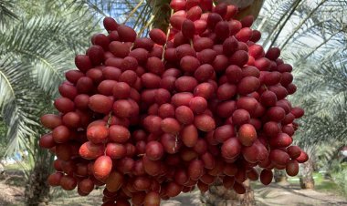 อินทผลัมหนองเสือหนึ่งปีมีครั้งเดียวเปิดให้เยี่ยมชมเพียงเดือนเดียวผลผลิตหมดสวน