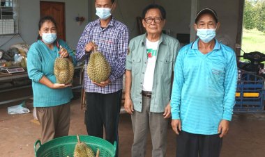 จาก"ทุเรียนดินภูเขาไฟ"โปรโมทชื่อ"ทุเรียนภูเขาไฟศรีสะเกษ"ขายดีโด่งดังทั่วโลก
