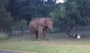 เห็นแล้วขำ!พี่เดี่ยว ช้างป่าอารมณ์ดี หาของกินบ้านพักจนท.เขาใหญ่อิ่มท้องยืนหลับเฉย
