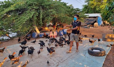 ไก่ชนยังเดือดร้อน!ข้าวเปลือกราคาแพงต่อเนื่องจากพิษน้ำมันแพง