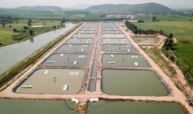 ซีพีเอฟ ชูนต้นแบบเลี้ยงปลา “CARE Aquaculture Model” ผลิตอาหารปลอดภัย