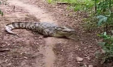 ผงะ!จระเข้ยาว 2 เมตร  นอนขวางกลางป่าชาวบ้านวิ่งหนีกระเจิง