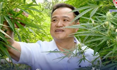 “ก̆ญชา” แท้จริงแล้วคือพืชมหัศจรรย์ ที่ช่วยได้ทั้ง “แก้เจ็บ” และ “แก้จน”