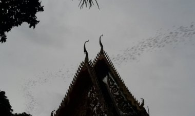 ชาวอุทัยฯเชื่อพลังศรัทธา!ค้างคาวนับล้านตัวบินผ่านรอบโบสถ์ ก่อนออกหากิน