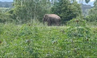 ช้างป่าทับลานกลับคืนเขาอีก 2 ตัวเมินตามฝูงลุยออกหากินทำชาวบ้านผวาหนัก