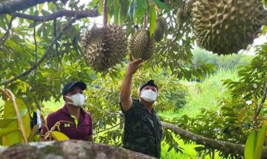 แม่ทัพเกรียงนำทีมบุกสวนทุเรียนดังทรายขาวติด 1 ใน 5 ทุเรียนที่อร่อยที่สุดในประเทศ