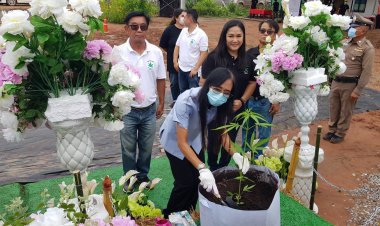 ฟาร์มปลูกกัญชาชัยภูมิเริ่มปลูก 1 พันต้นผลิตน้ำมันกัญชา-บดเป็นผงส่งบริษัทยา