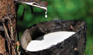 น้ำมันยางสดวูบชาวสวนยางใต้หันแปรรูปยางรมควันได้ราคาห่างกัน10บาท/กก.