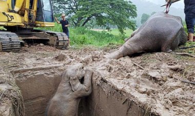 ลุ้นระทึก!นาทีช่วยชีวิต"ช้างป่าแม่ลูกตกท่อ" ยิงยาซึม-ปั๊มหัวใจ จนปลอดภัยทั้งคู่