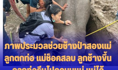 ประมวลภาพช่วยเหลือลูกช้างน้อยตกท่อ และแม่ช็อคหัวใจหยุดเต้น ทั้งสองได้รับการช่วยเหลือจนปลอดภัย