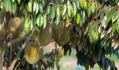 40 ปี แห่งความท้าทาย ทุเรียนปากช่องเขาใหญ่ จากสาวน้อยในป่าใหญ่ สู่การขึ้นทะเบียน GI