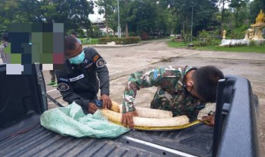 ตำรวจป่าไม้ตากสกัดจับแก๊งลับค้างาช้างยึด 2 กิ่ง มูลค่ากว่า 6 แสนบาท