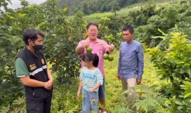 'ลุงสมชัยฐ์' เตรียมสร้างมูลค่าเพิ่ม ต่อยอดมูลค่า อะโวคาโด วังเจ้า ของดีเมืองตาก