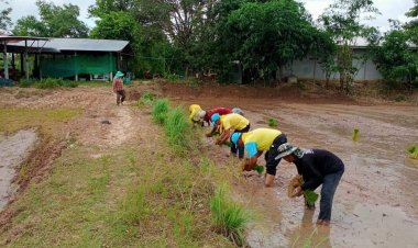 จิตรอาสาพัฒนาสำโรงช่วยเหลือเกษตรกรลงแขกดำนาบ้านสำโรงน้อย ลดต้นทุนผลิต