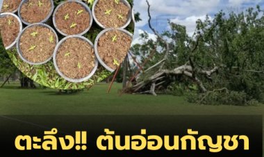 ตะลึง!! เจอต้นอ่อนกัญชานับร้อยต้น โผล่สภาใกล้ต้นไทรที่ล้ม-วัชระถาม รัฐสภา เป็นเขตปลอดกัญชาหรือไม่