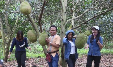 หมดฤดูทุเรียน ชาวสวนขนุนยิ้มแก้มปริ ราคาพุ่ง 7 บาทต่อกก.-เริ่มหากินยาก