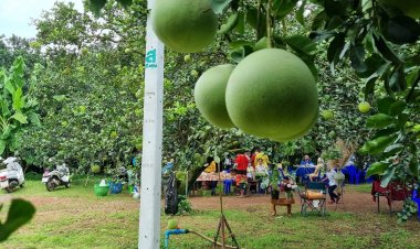 ชาวสวนส้มโอปราจีนฯเฮ!ได้ขึ้นทะเบียนสิ่งบ่งชี้ทางภูมิศาสตร์ (GI) 