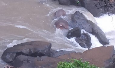 สลดพบซากช้างป่าเขาใหญ่ตายเพิ่มอีก 1ตัว รวมเป็น2ตัวบนน้ำตกเหวนรกชั้นที่ 1