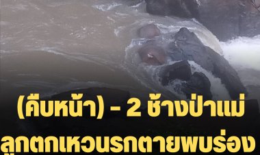 (คืบหน้า) – 2 ช้างป่าแม่ลูกตกเหวนรกตายพบร่องรอยข้ามน้ำตกเหนือเหว ที่เป็นป่าไม่มีเพนียดป้องกันช้างความยาวระยะทางกว่า 100 เมตรพบร่องรอยเท้าช้างป่าแม่-ลูกเดินมาข้ามเหนือน้ำตก