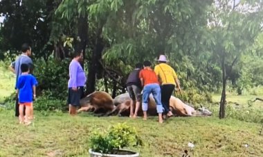 ฟ้าผ่าเปรี้ยงเดียววัวตายยกคอก 7 ตัว เจ้าของร่ำให้ สูญเงินกว่า 2 แสนบาท