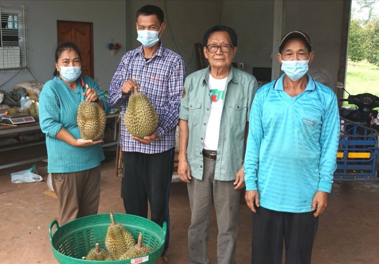 จาก"ทุเรียนดินภูเขาไฟ"โปรโมทชื่อ"ทุเรียนภูเขาไฟศรีสะเกษ"ขายดีโด่งดังทั่วโลก