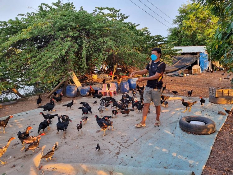 ไก่ชนยังเดือดร้อน!ข้าวเปลือกราคาแพงต่อเนื่องจากพิษน้ำมันแพง