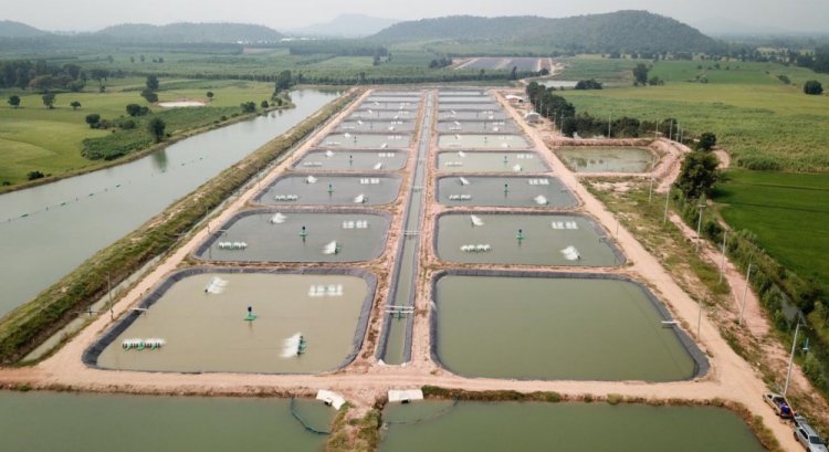 ซีพีเอฟ ชูนต้นแบบเลี้ยงปลา “CARE Aquaculture Model” ผลิตอาหารปลอดภัย
