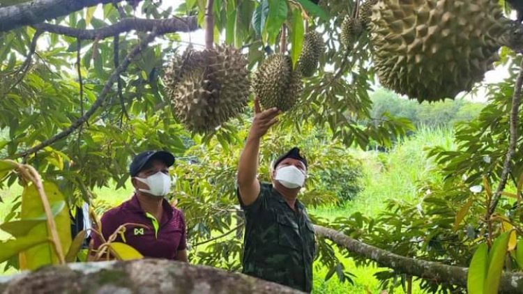 แม่ทัพเกรียงนำทีมบุกสวนทุเรียนดังทรายขาวติด 1 ใน 5 ทุเรียนที่อร่อยที่สุดในประเทศ