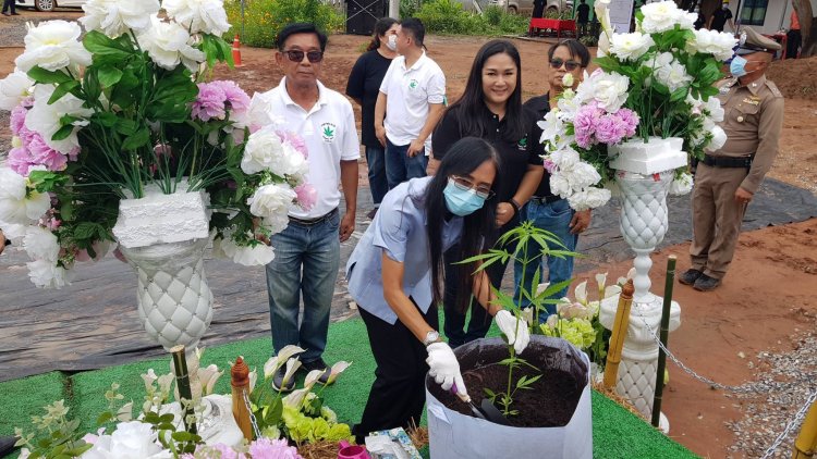 ฟาร์มปลูกกัญชาชัยภูมิเริ่มปลูก 1 พันต้นผลิตน้ำมันกัญชา-บดเป็นผงส่งบริษัทยา