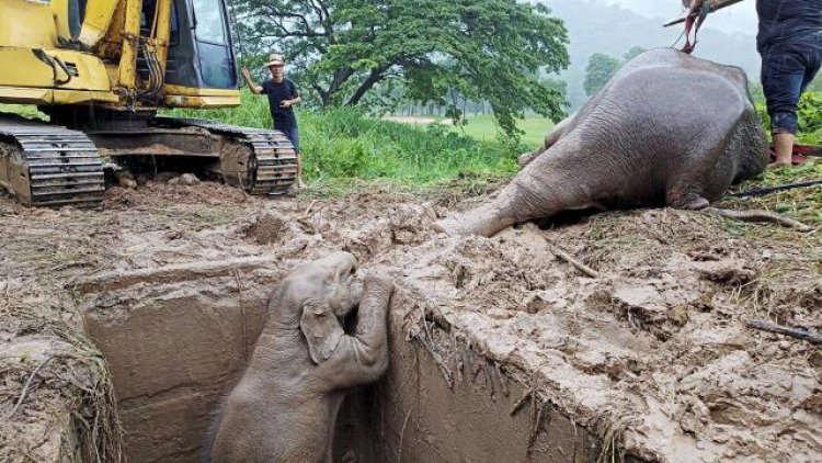 ลุ้นระทึก!นาทีช่วยชีวิต"ช้างป่าแม่ลูกตกท่อ" ยิงยาซึม-ปั๊มหัวใจ จนปลอดภัยทั้งคู่