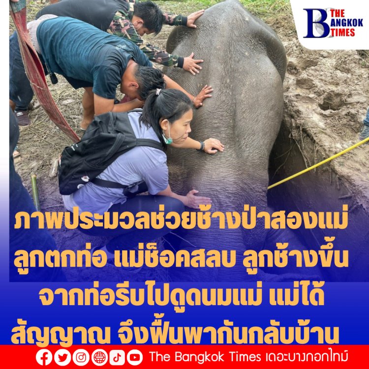 ประมวลภาพช่วยเหลือลูกช้างน้อยตกท่อ และแม่ช็อคหัวใจหยุดเต้น ทั้งสองได้รับการช่วยเหลือจนปลอดภัย