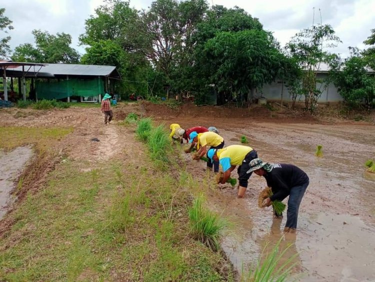 จิตรอาสาพัฒนาสำโรงช่วยเหลือเกษตรกรลงแขกดำนาบ้านสำโรงน้อย ลดต้นทุนผลิต