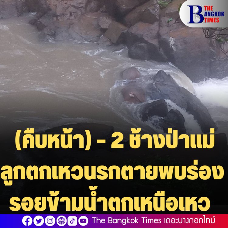 (คืบหน้า) – 2 ช้างป่าแม่ลูกตกเหวนรกตายพบร่องรอยข้ามน้ำตกเหนือเหว ที่เป็นป่าไม่มีเพนียดป้องกันช้างความยาวระยะทางกว่า 100 เมตรพบร่องรอยเท้าช้างป่าแม่-ลูกเดินมาข้ามเหนือน้ำตก